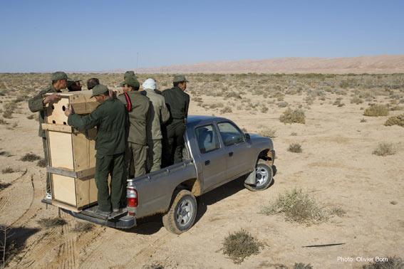 Addax werden in einer Transportkiste in der Sahara transportiert