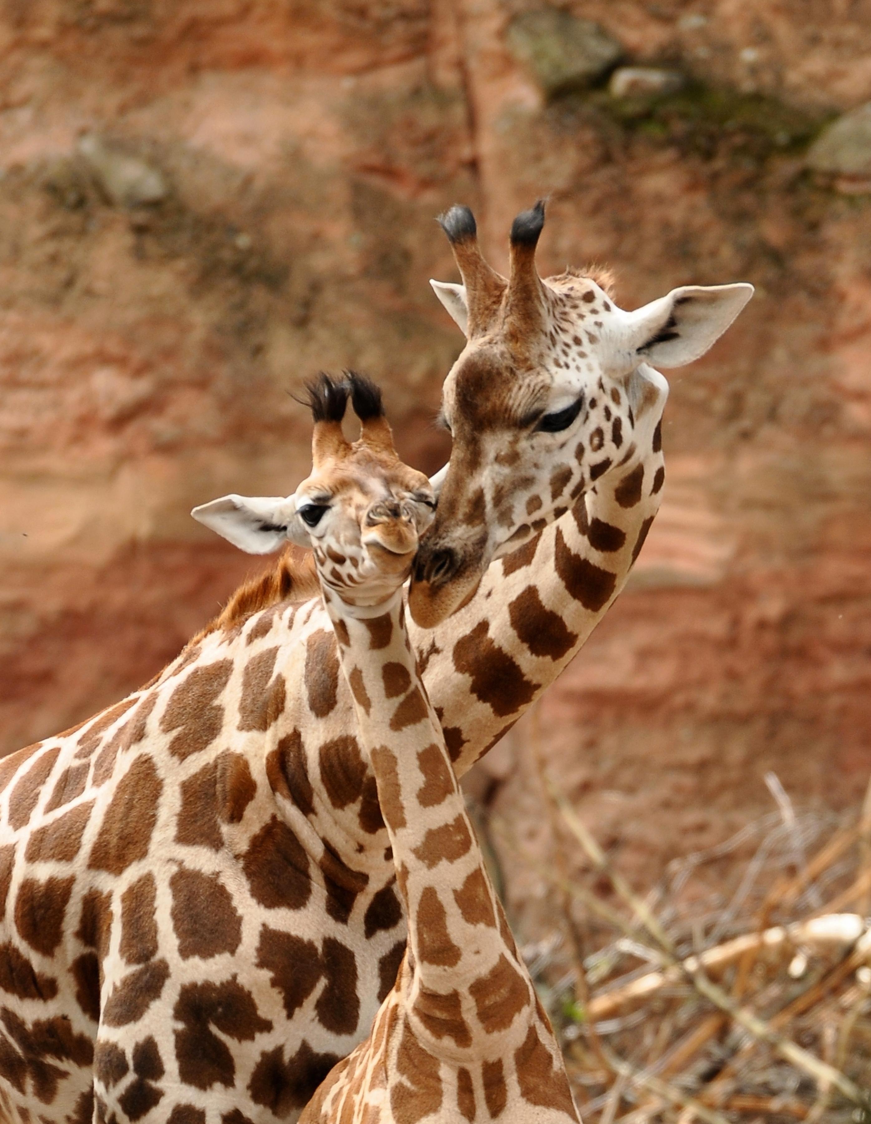 Giraffe mit Jungtier im Zoo