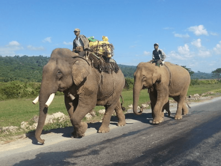 Zwei Arbeitselefanten in Myanmar
