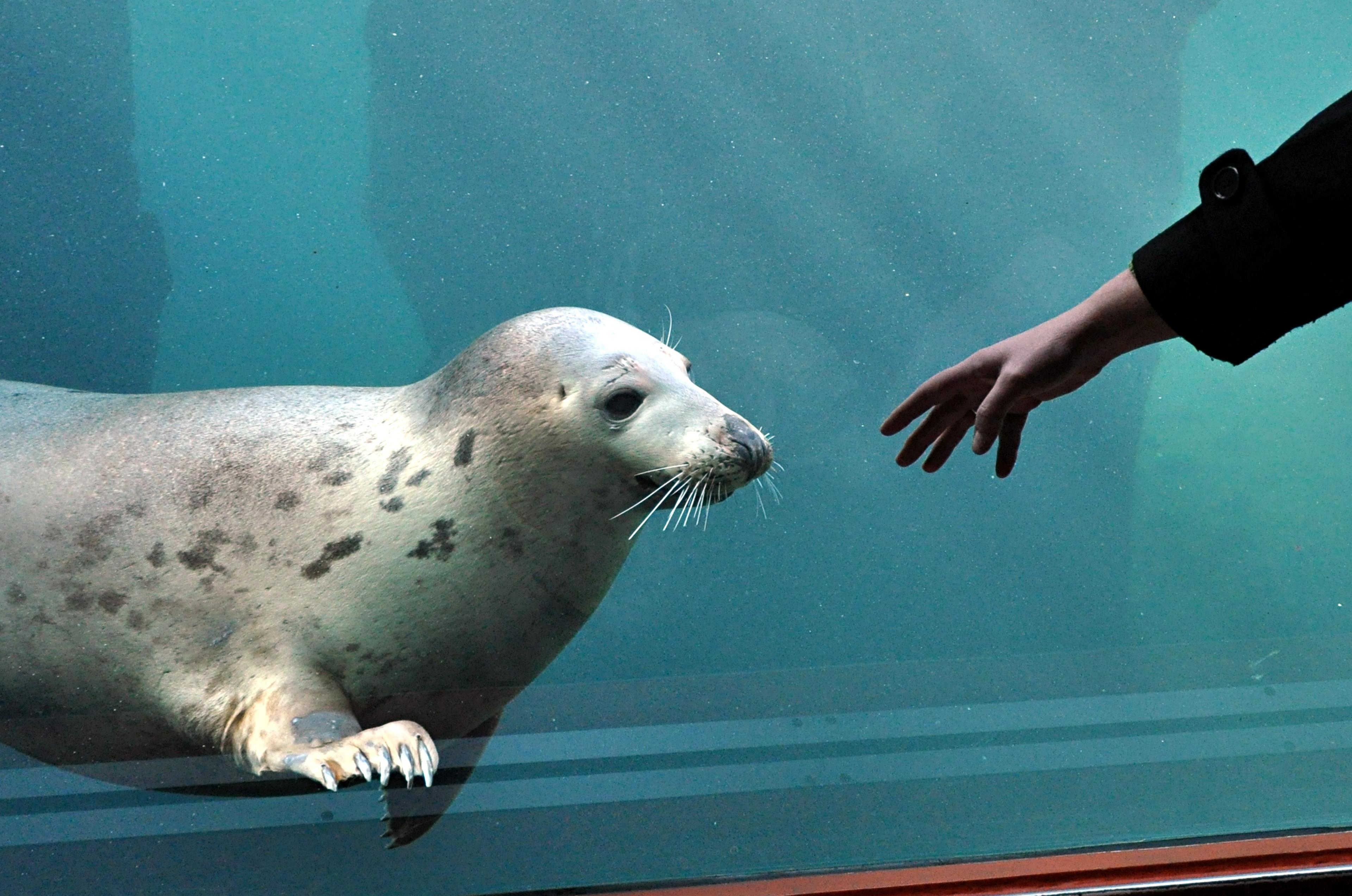 Kegelrobbe in der Unterwasserwelt in Yukon Bay im Zoo Hannover