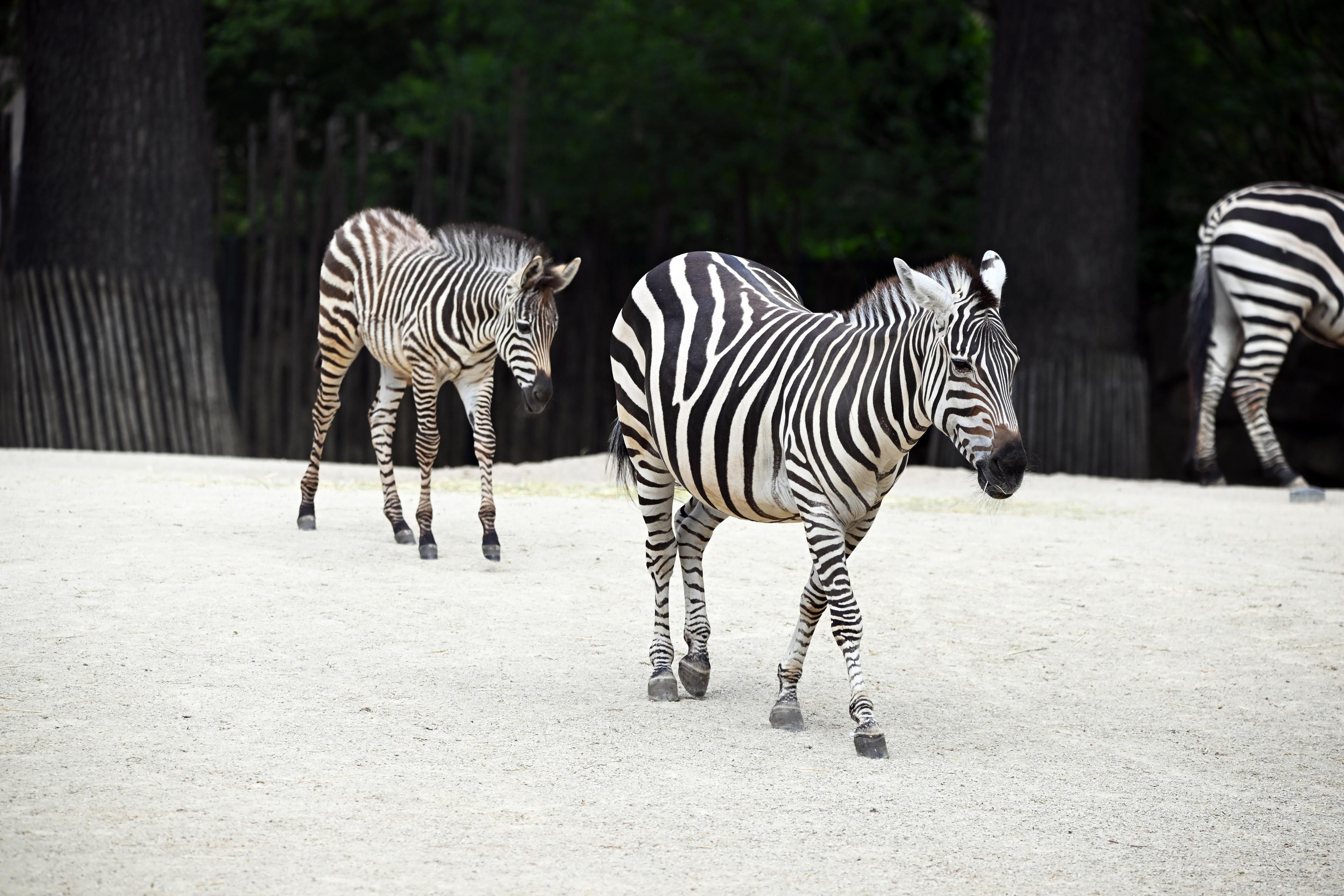Zebra mit Jungtier auf der Steppenanlage
