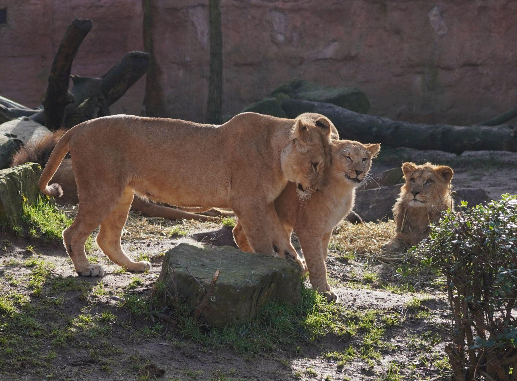 Die Löwenmutter reibt den Kopf an einem ihrer Jungtiere