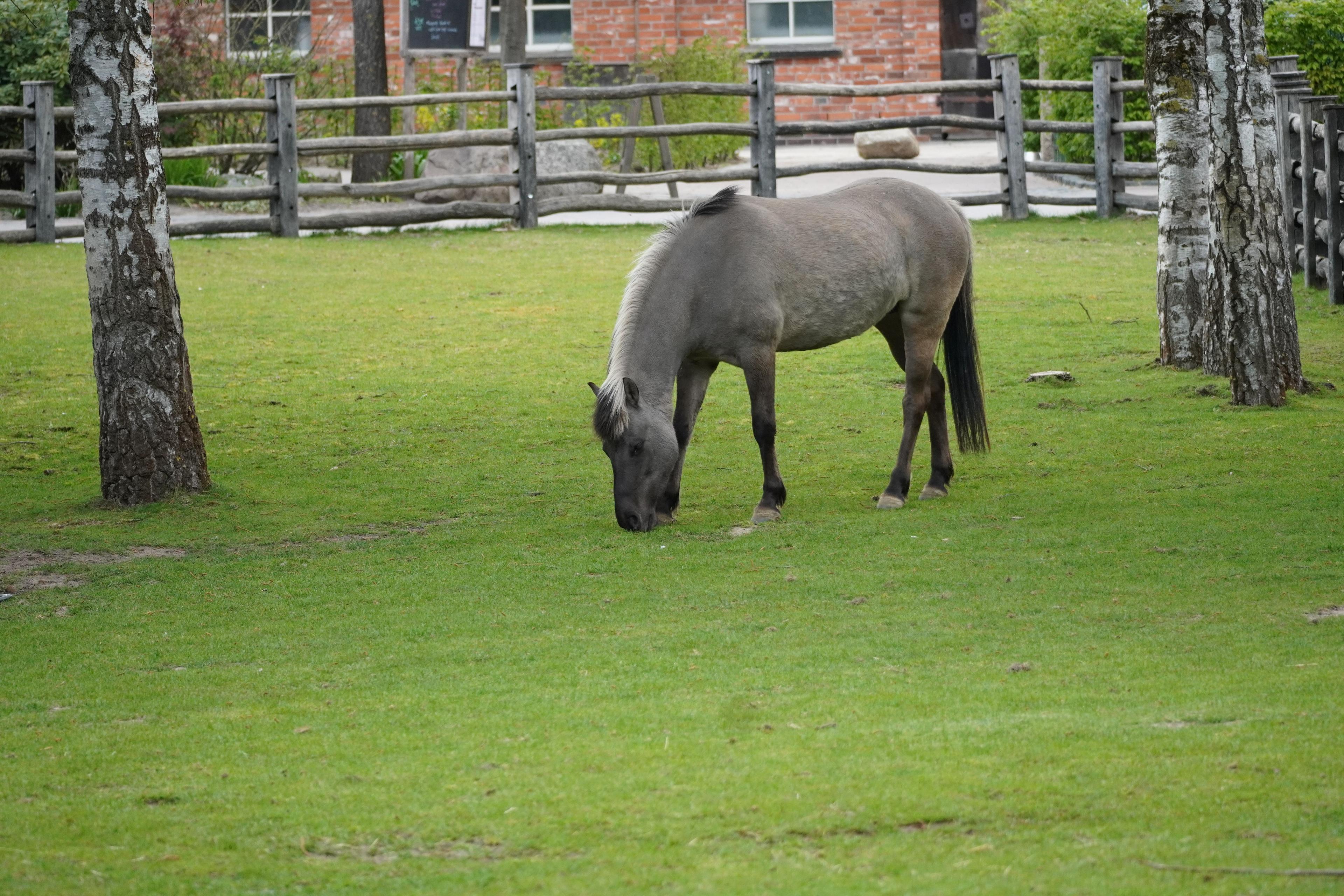 Dülmener Pferd auf der Wiese im Zoo Hannover
