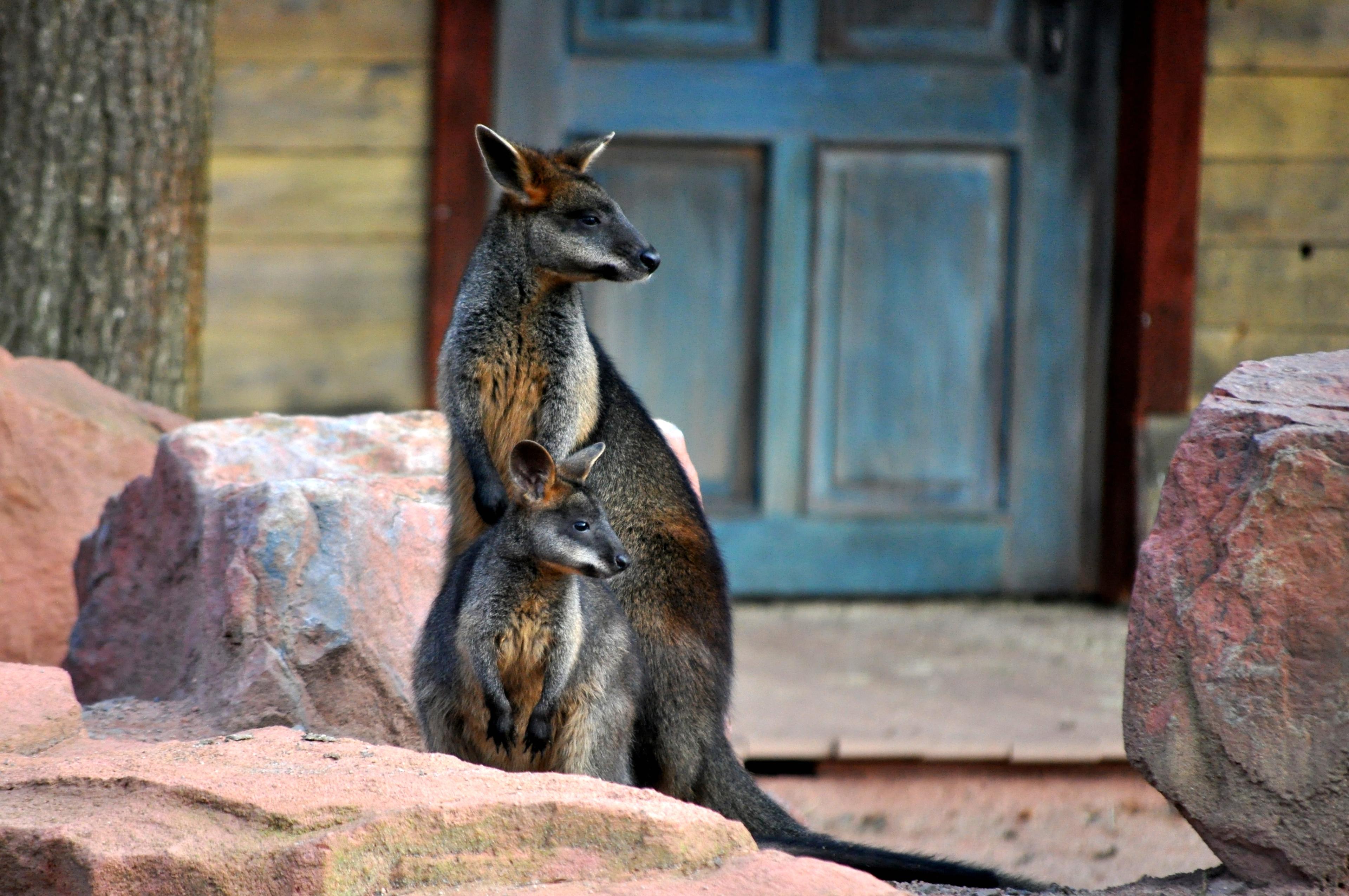 Sumpfwallaby mit Jungtier