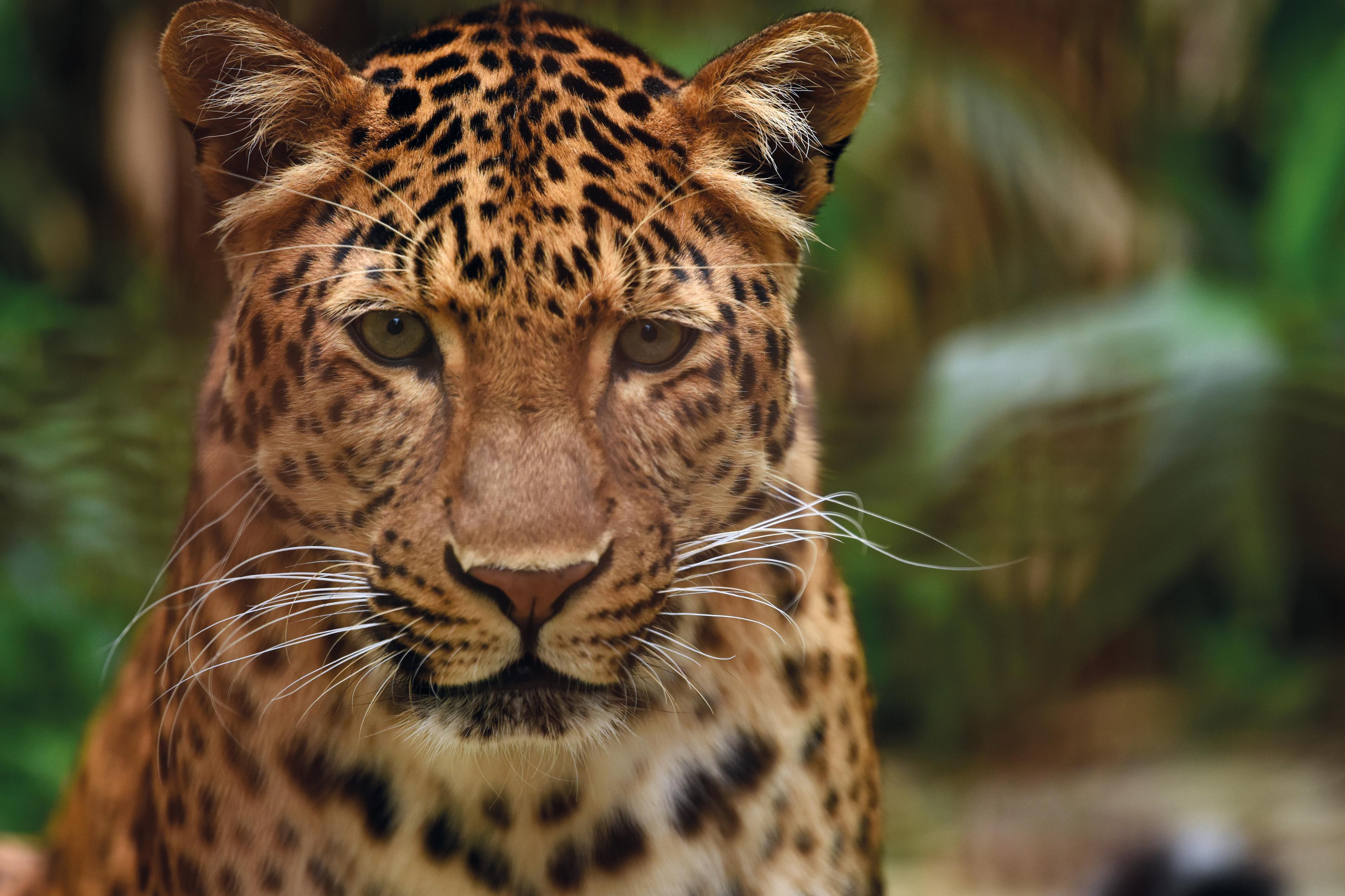 Chinesischen Leopard, Thomas Riebling