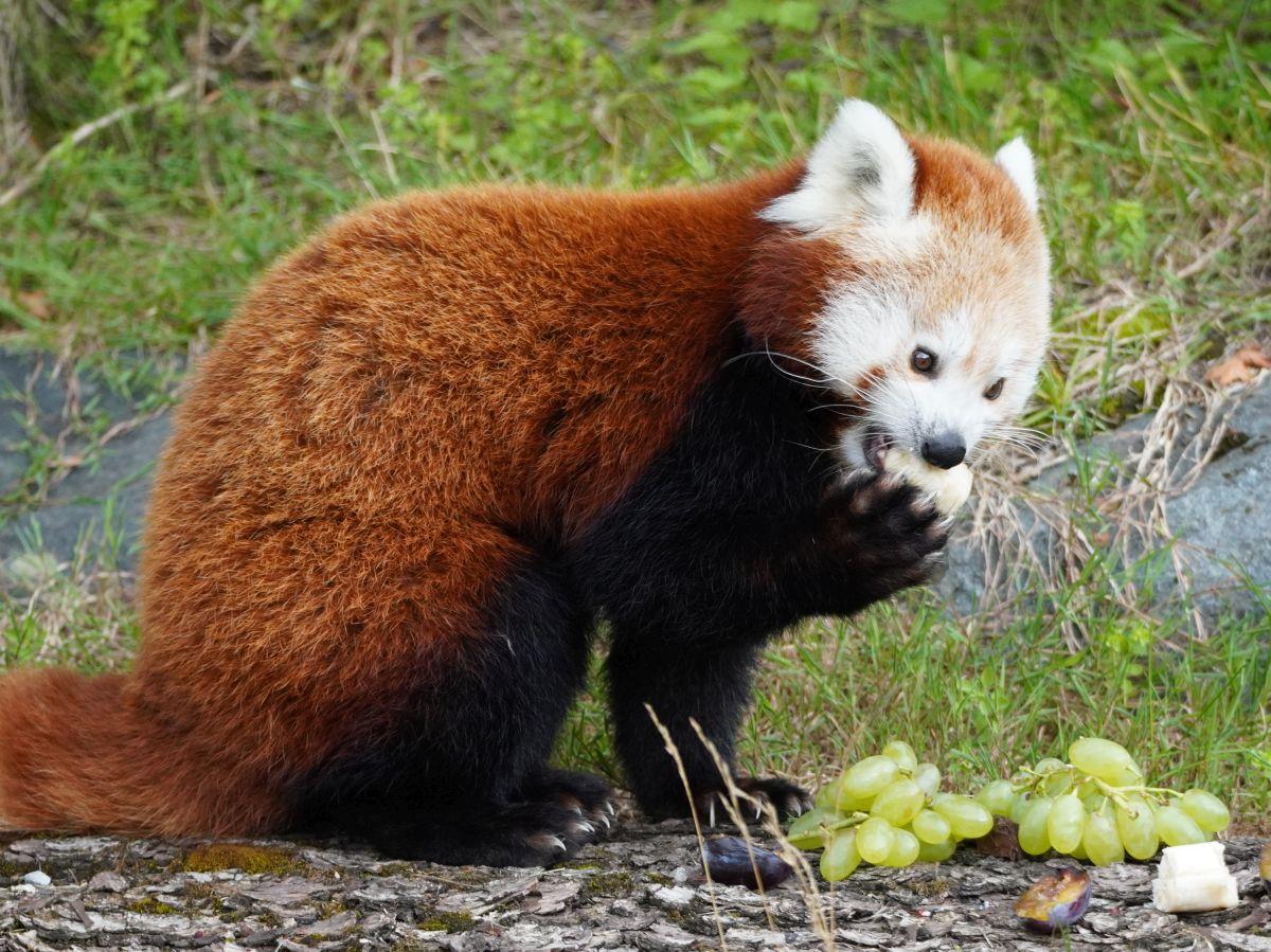 Kleiner Panda mit Obst