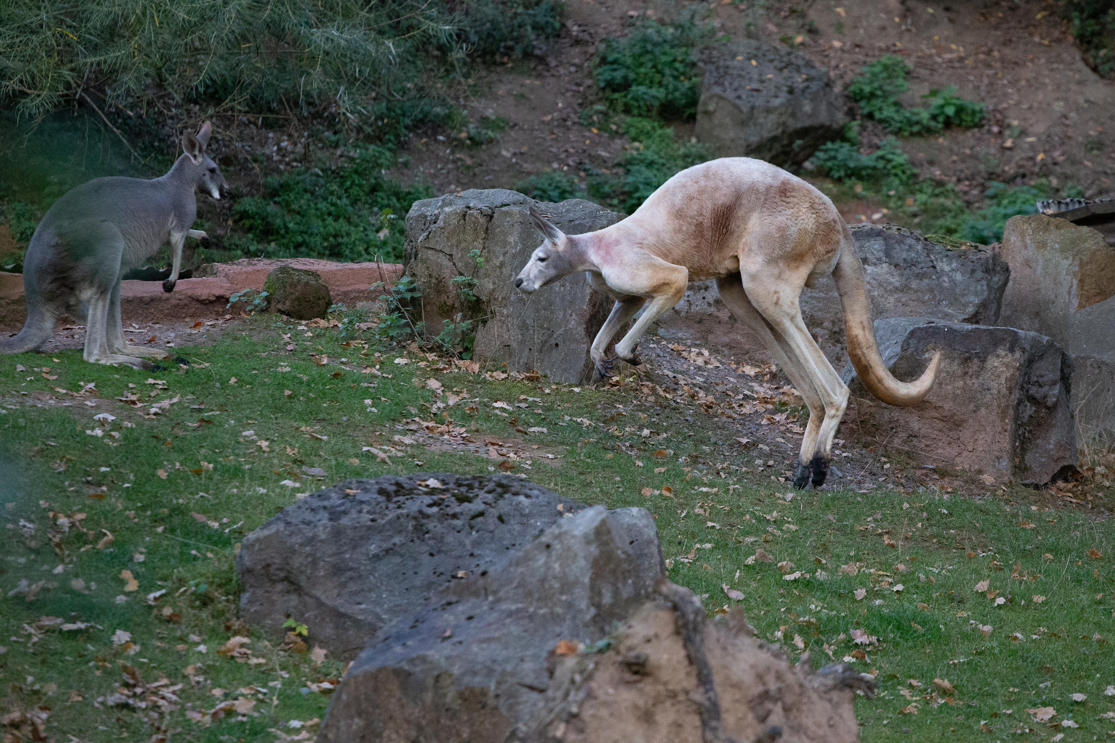 Rotes Riesenkänguru