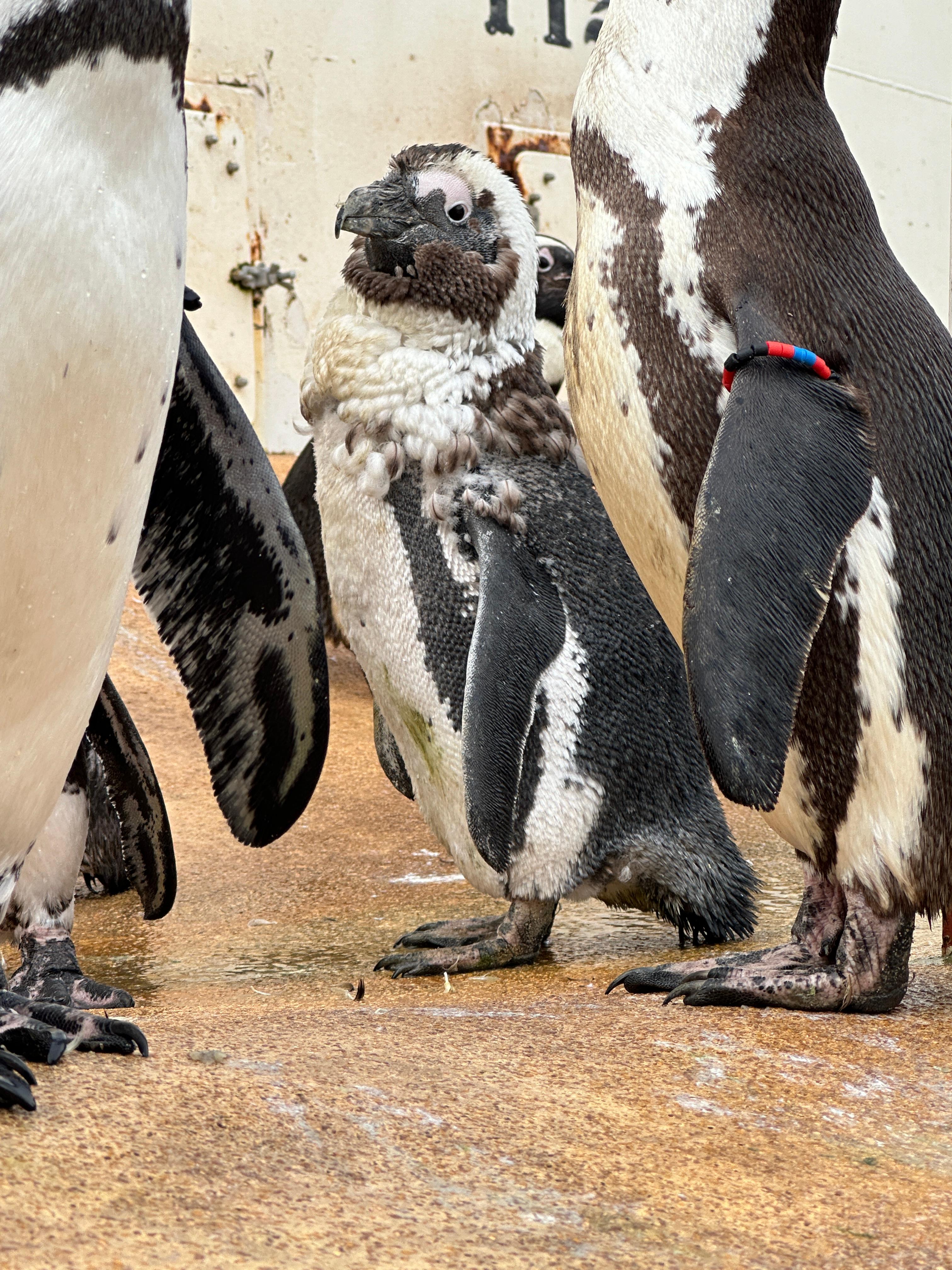 Pinguin in der Mauser