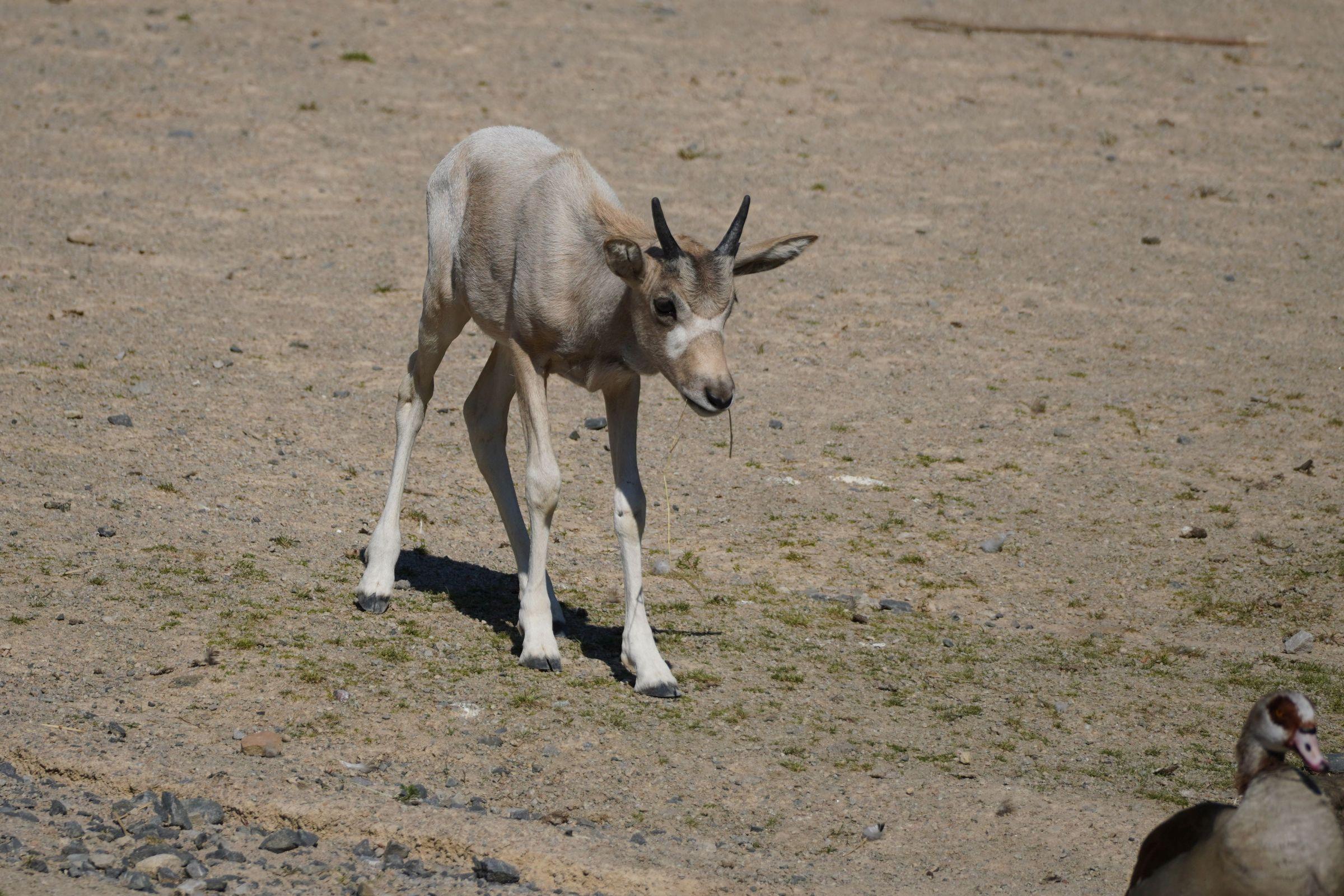 Addax-Jungtier