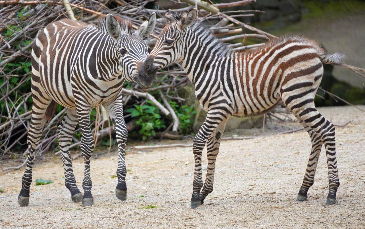 Zwei Zebrafohlen spielen miteinander