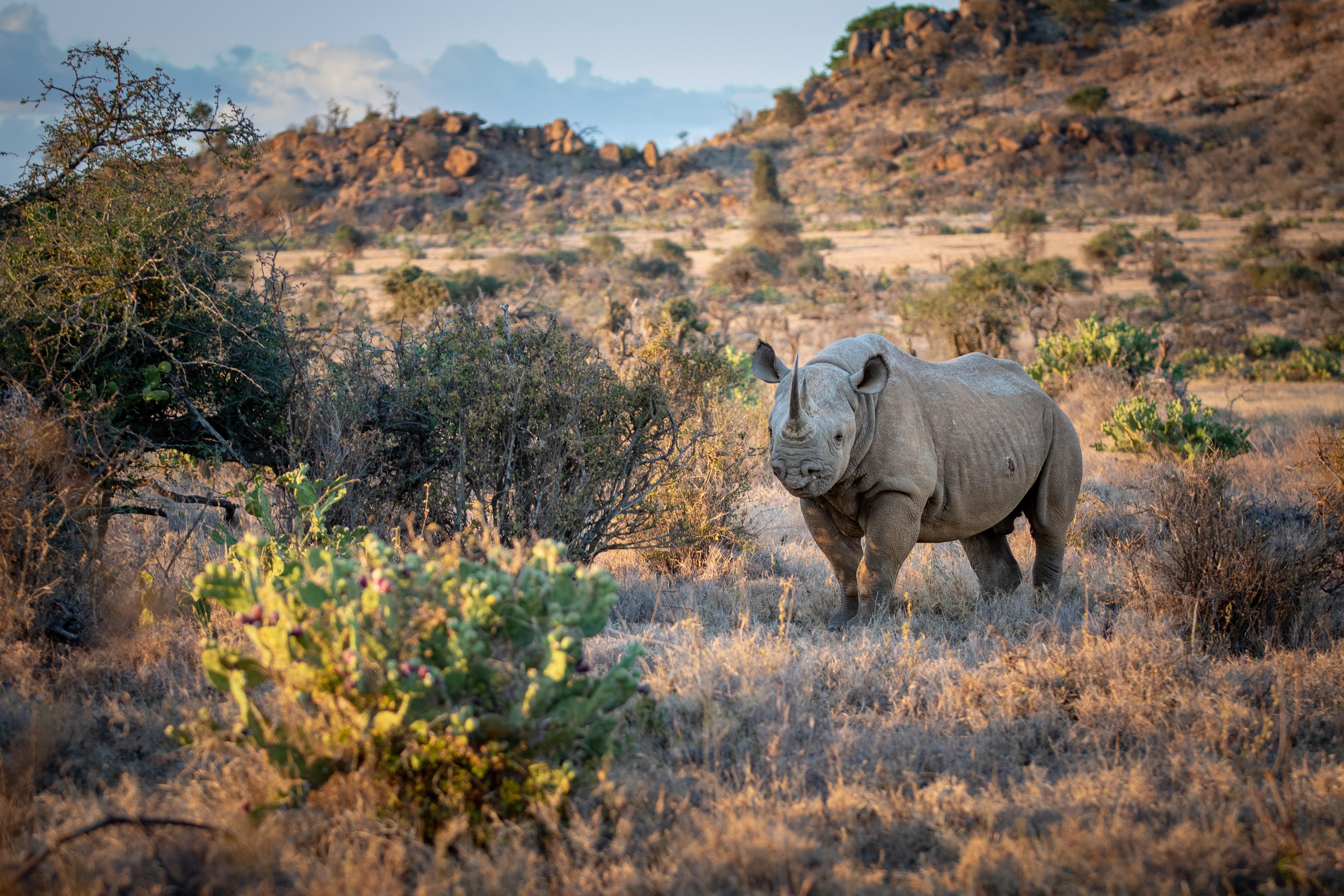 Auf Augenhöhe mit dem Rhinozeros
