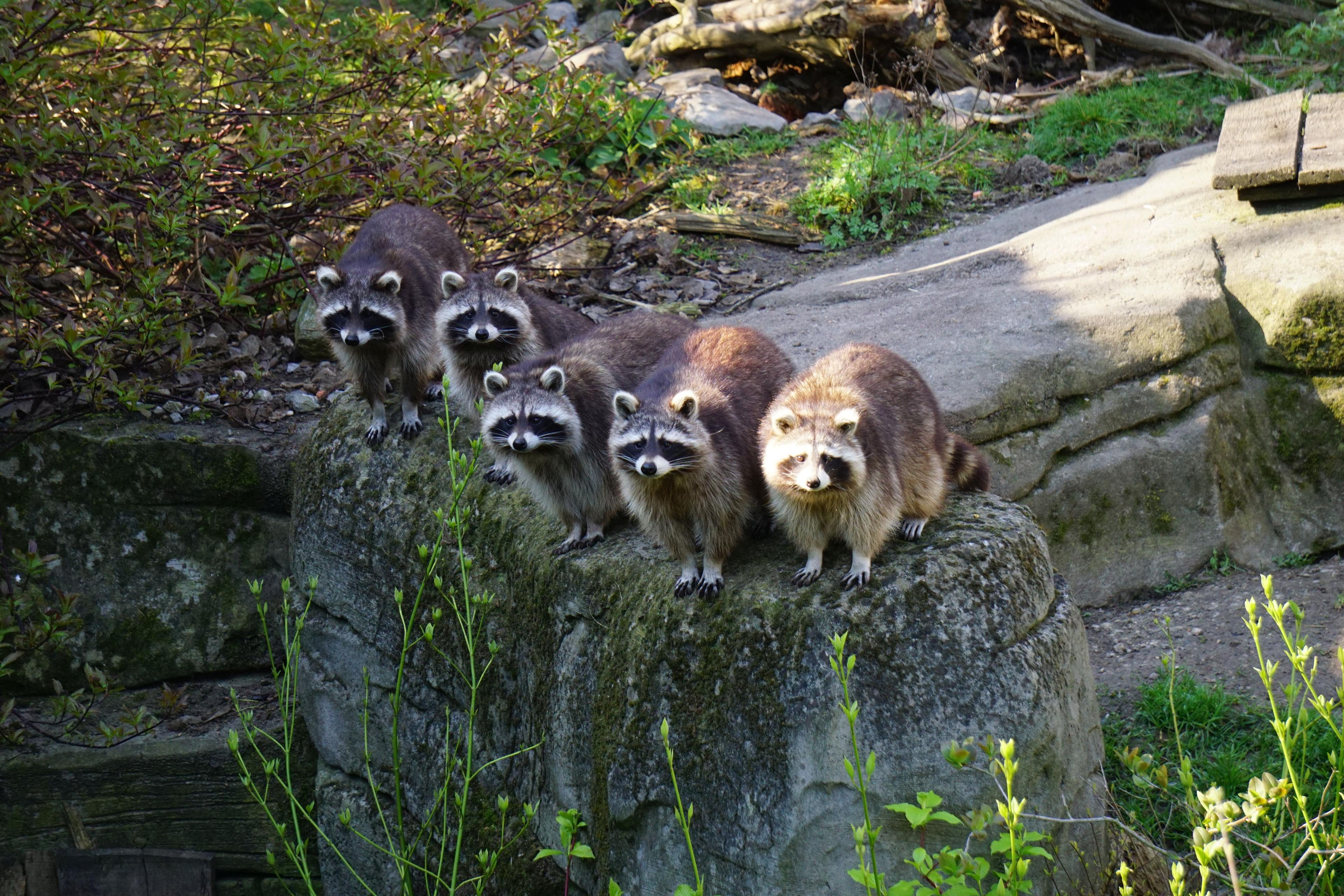 Waschbären Gruppe