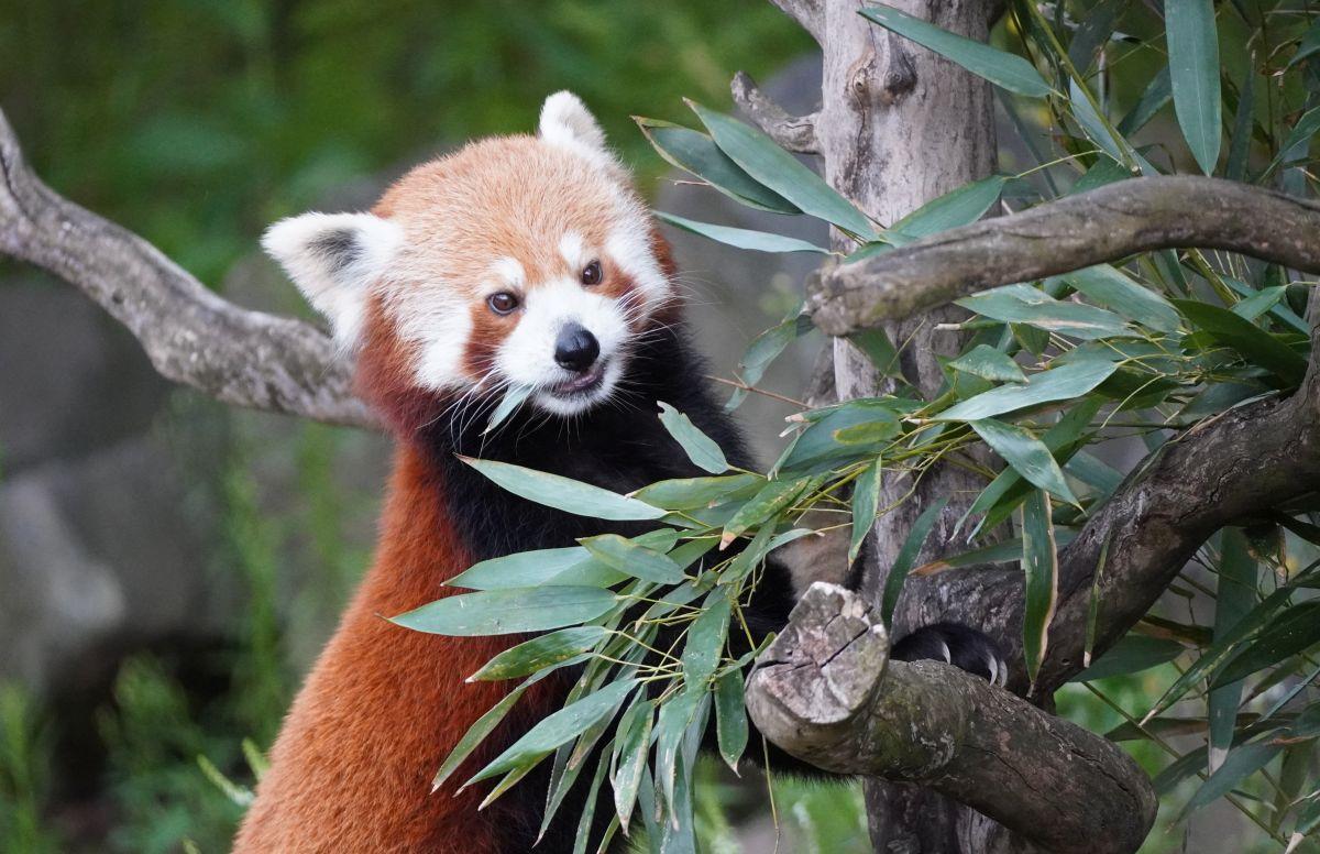 Roter Panda mit Bambus