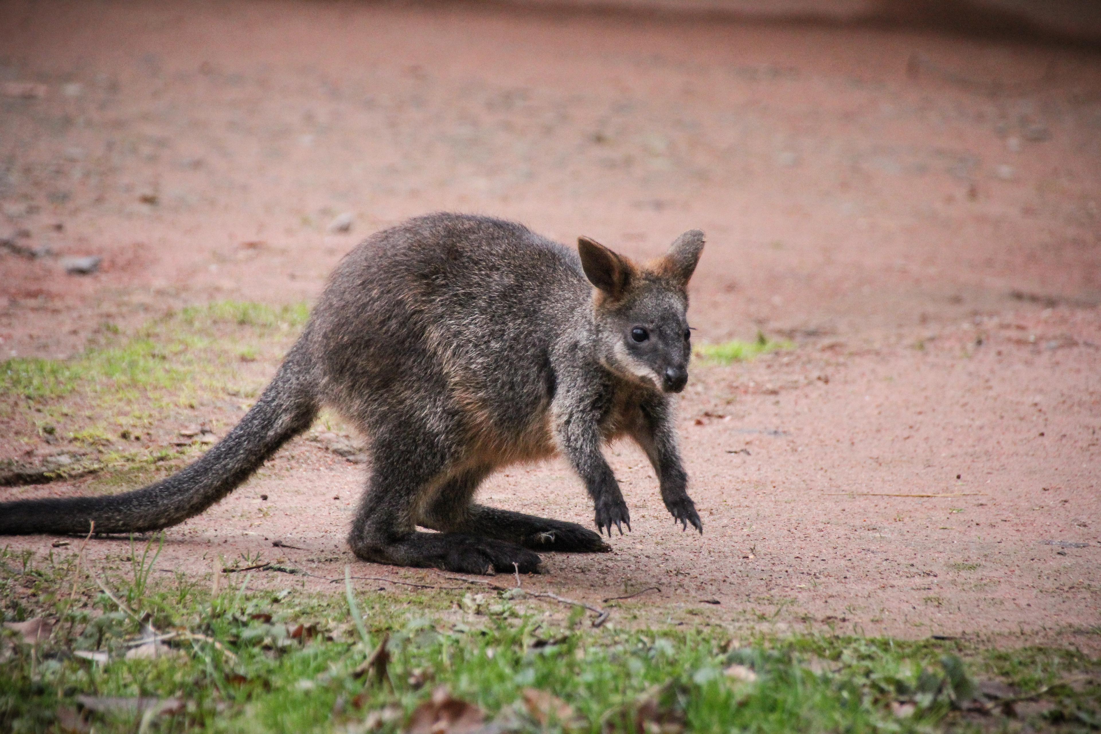 Sumpfwallaby