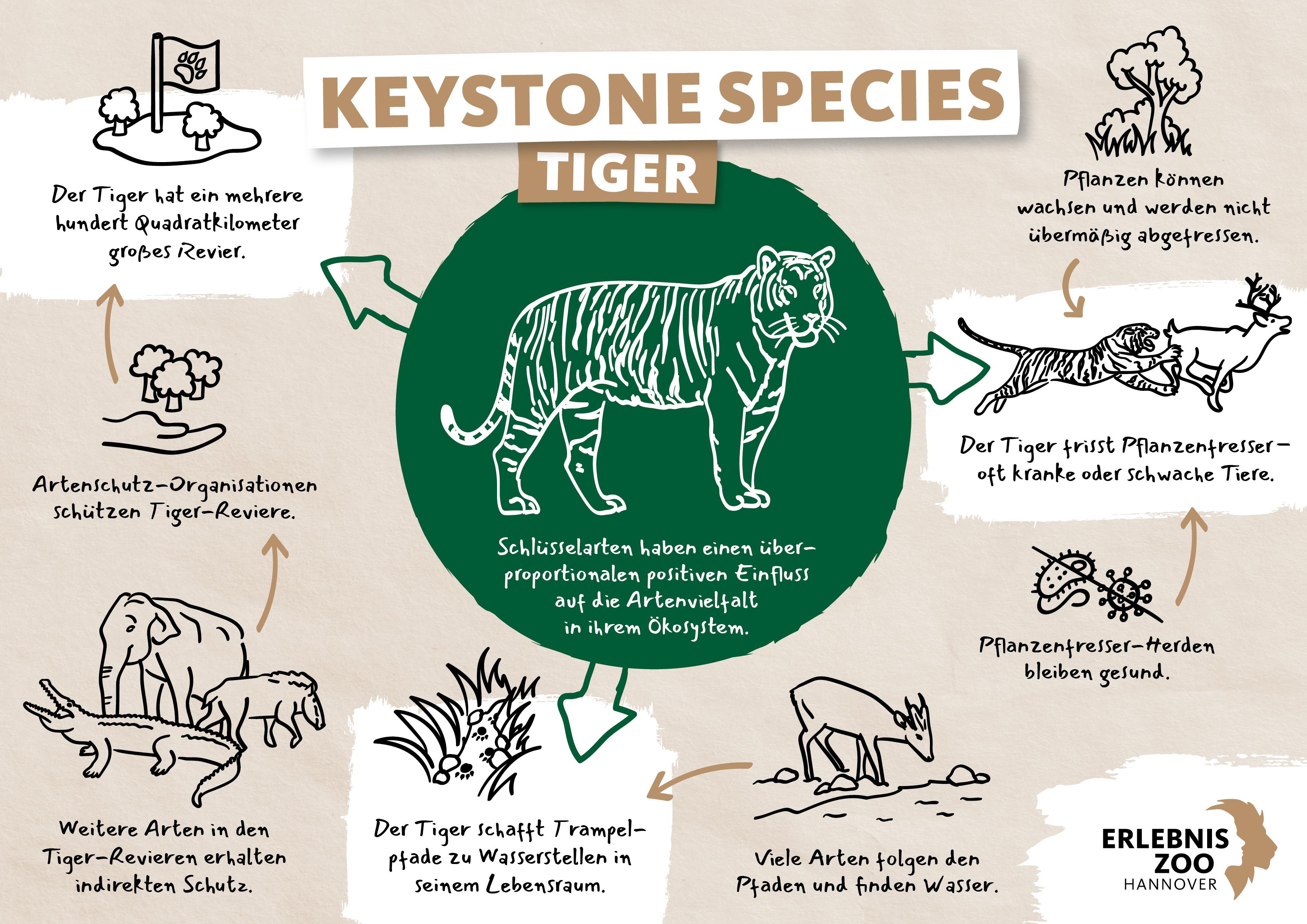 Keystone Species Tiger