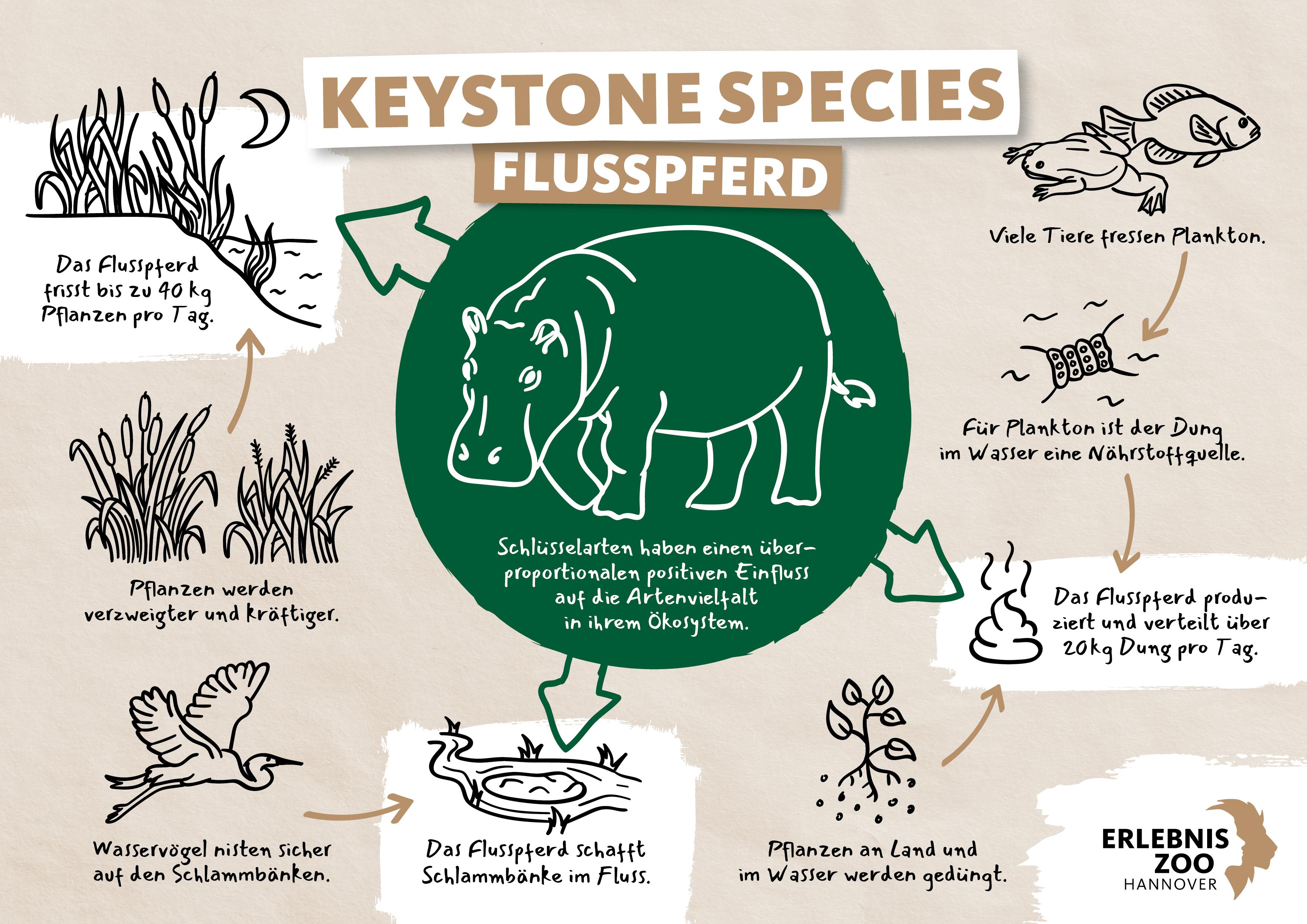 Keystone Species Flusspferd