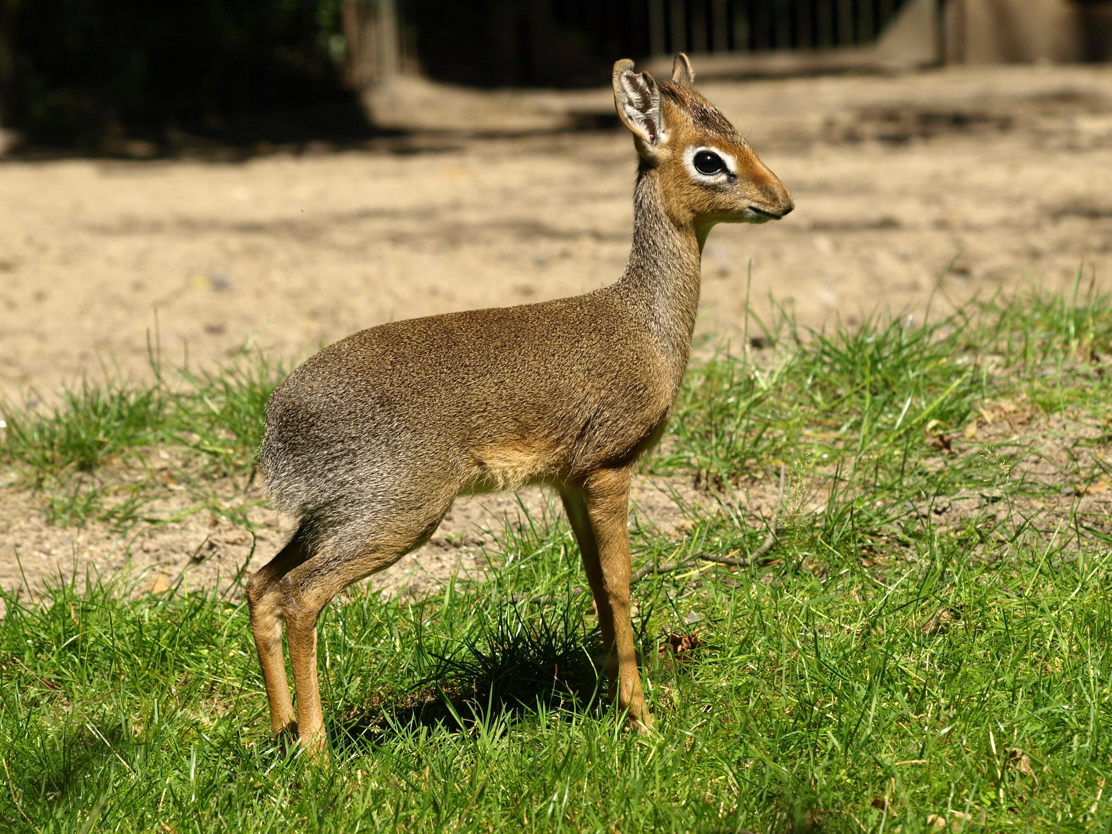 Zwergrüsseldikdik