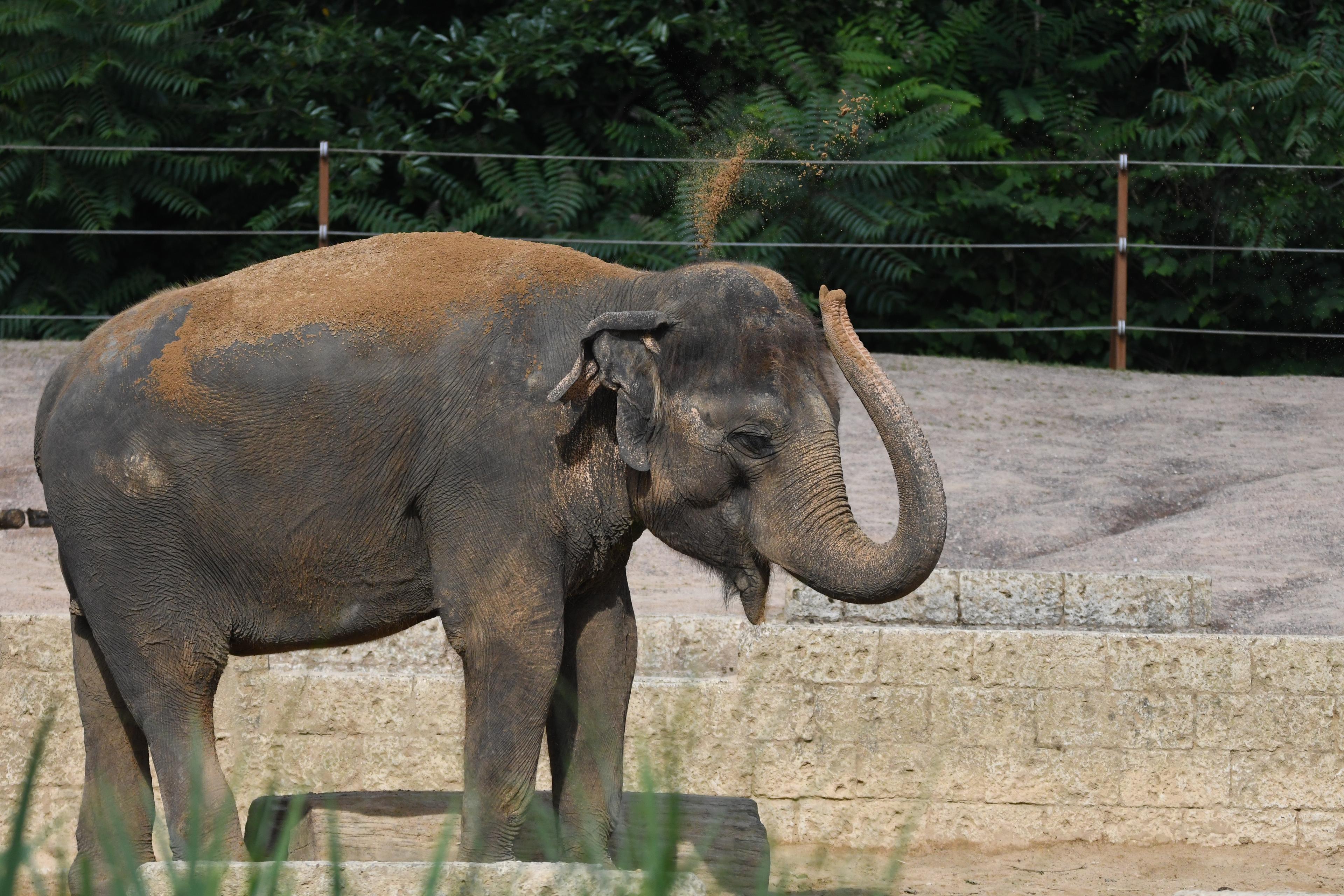Asiatischer Elefant in der Themenwelt Dschungelpalast
