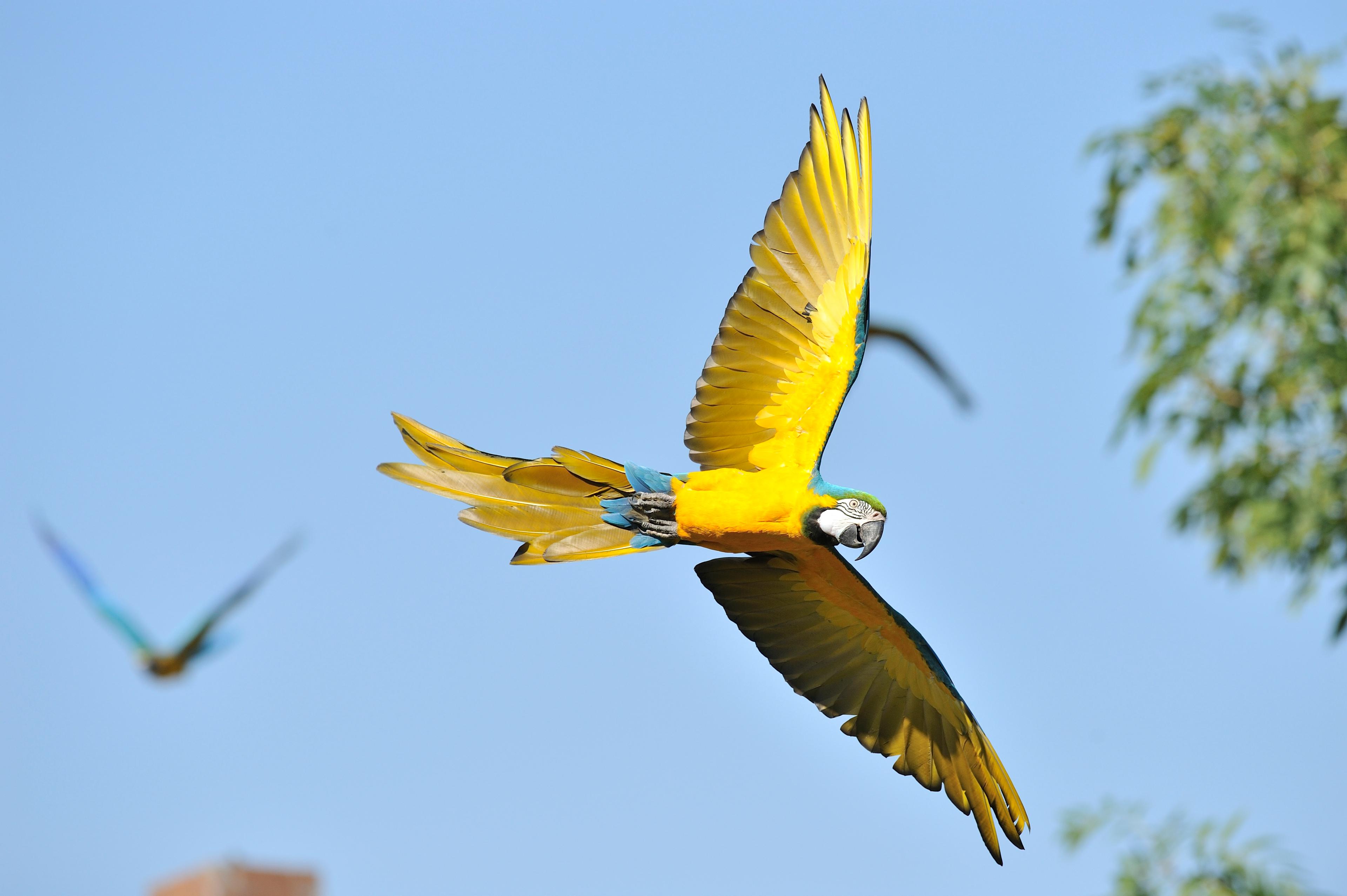 Gelbbrustara fliegt