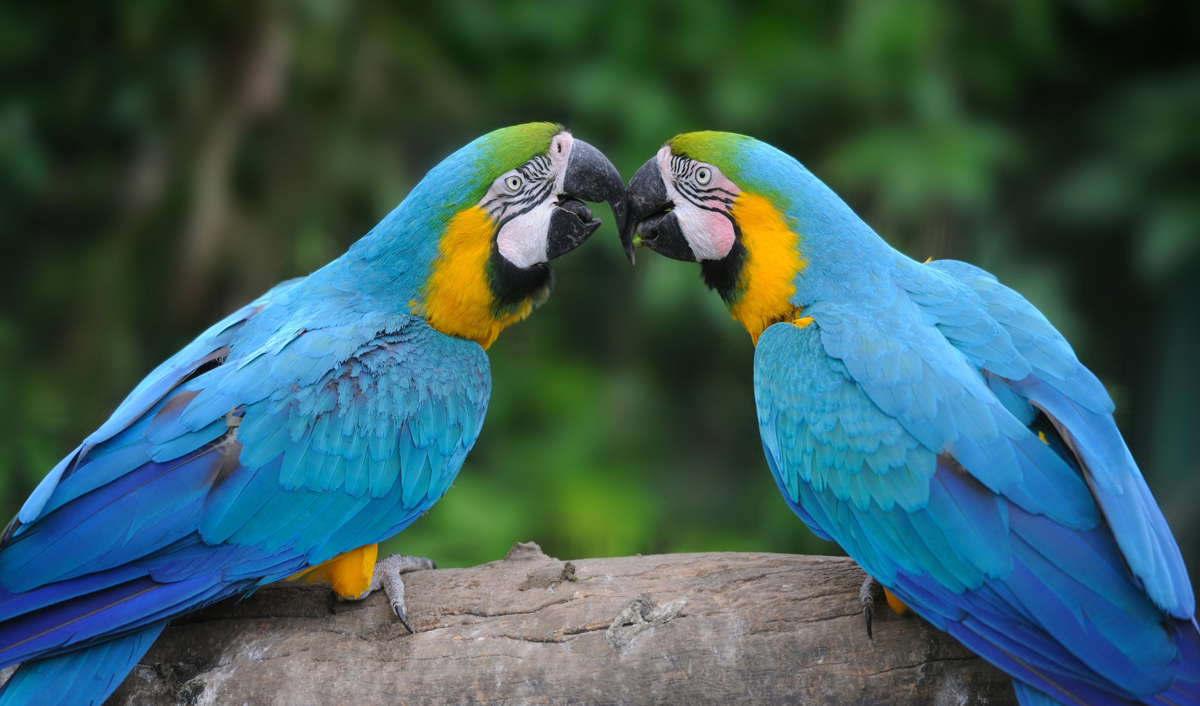 Bunte Aras leben nun im Zoologicum