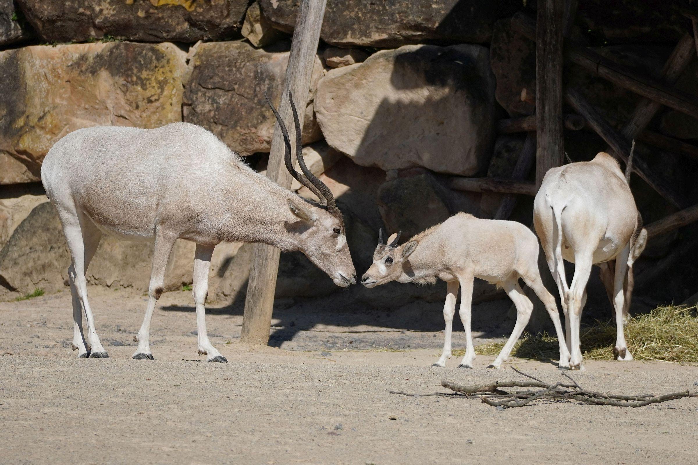 Addax mit Nachwuchs