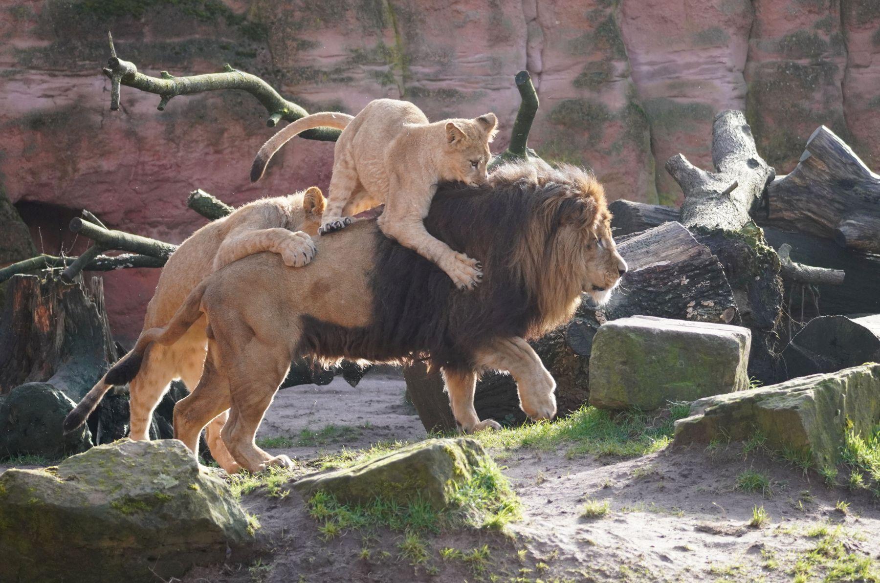 Die Löwenkinder spielen mit dem Löwenvater