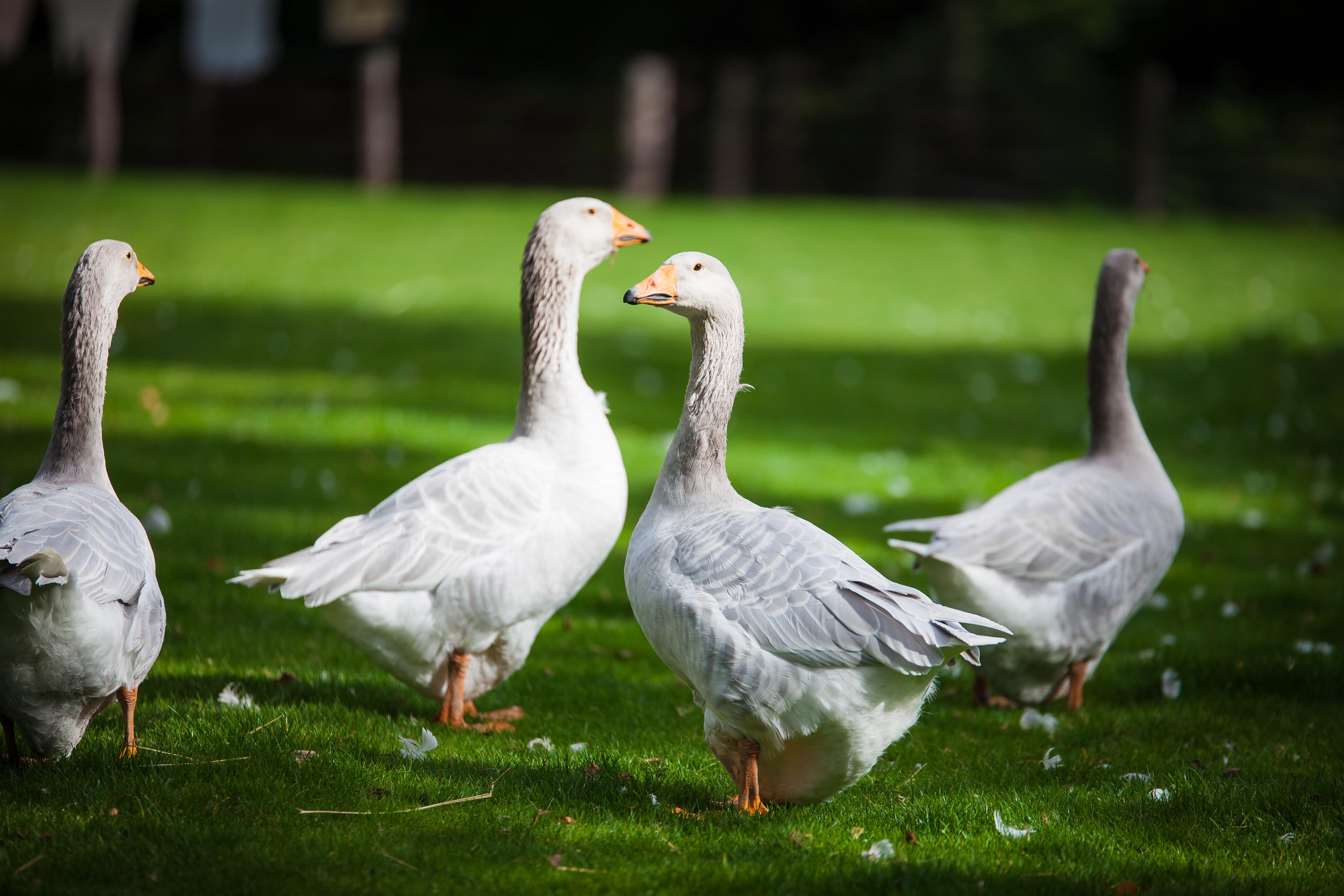 vier Gänse