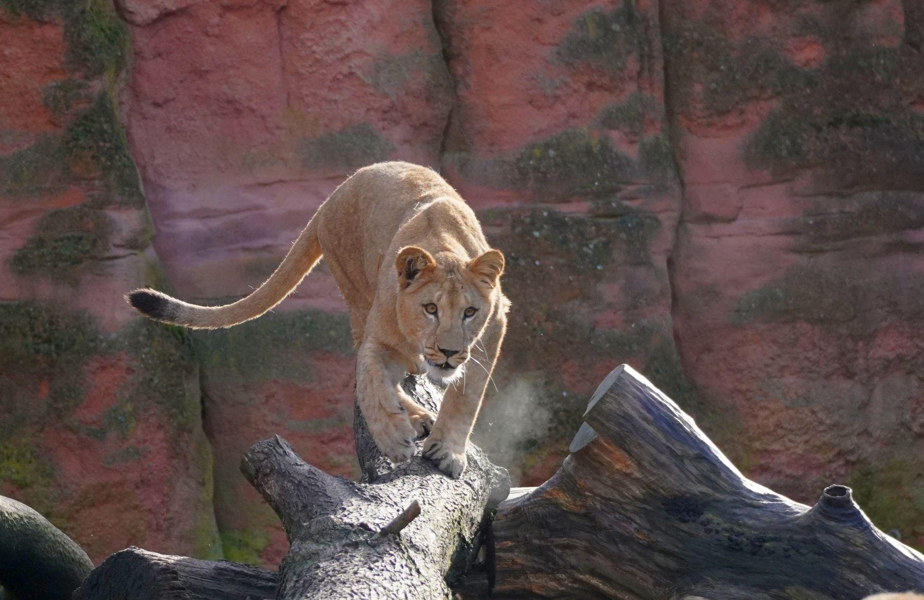 Eine junge Löwin schleicht sich auf einem Baumstamm an