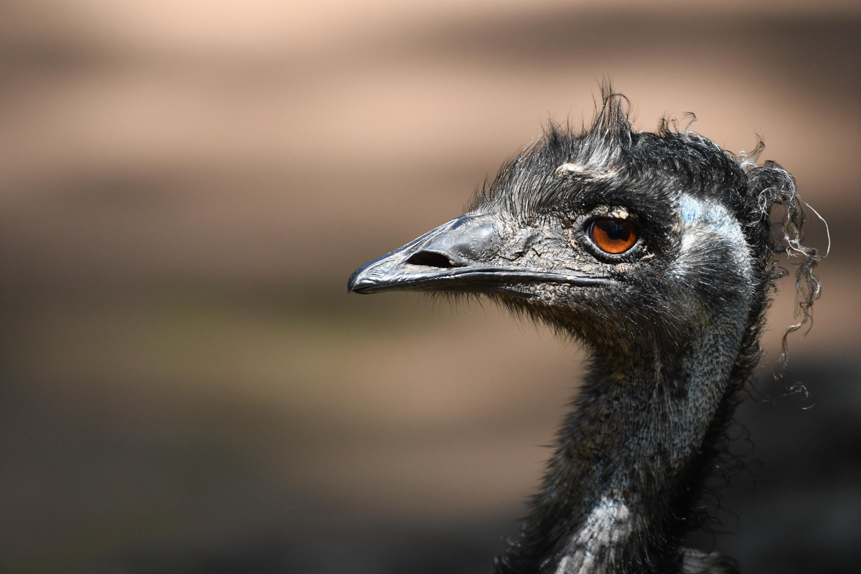 Emu profil