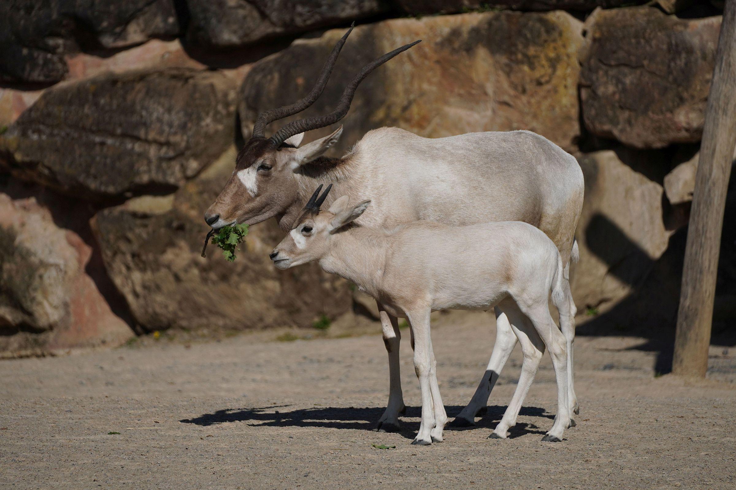 Addax-Weibchen mit Nachwuchs