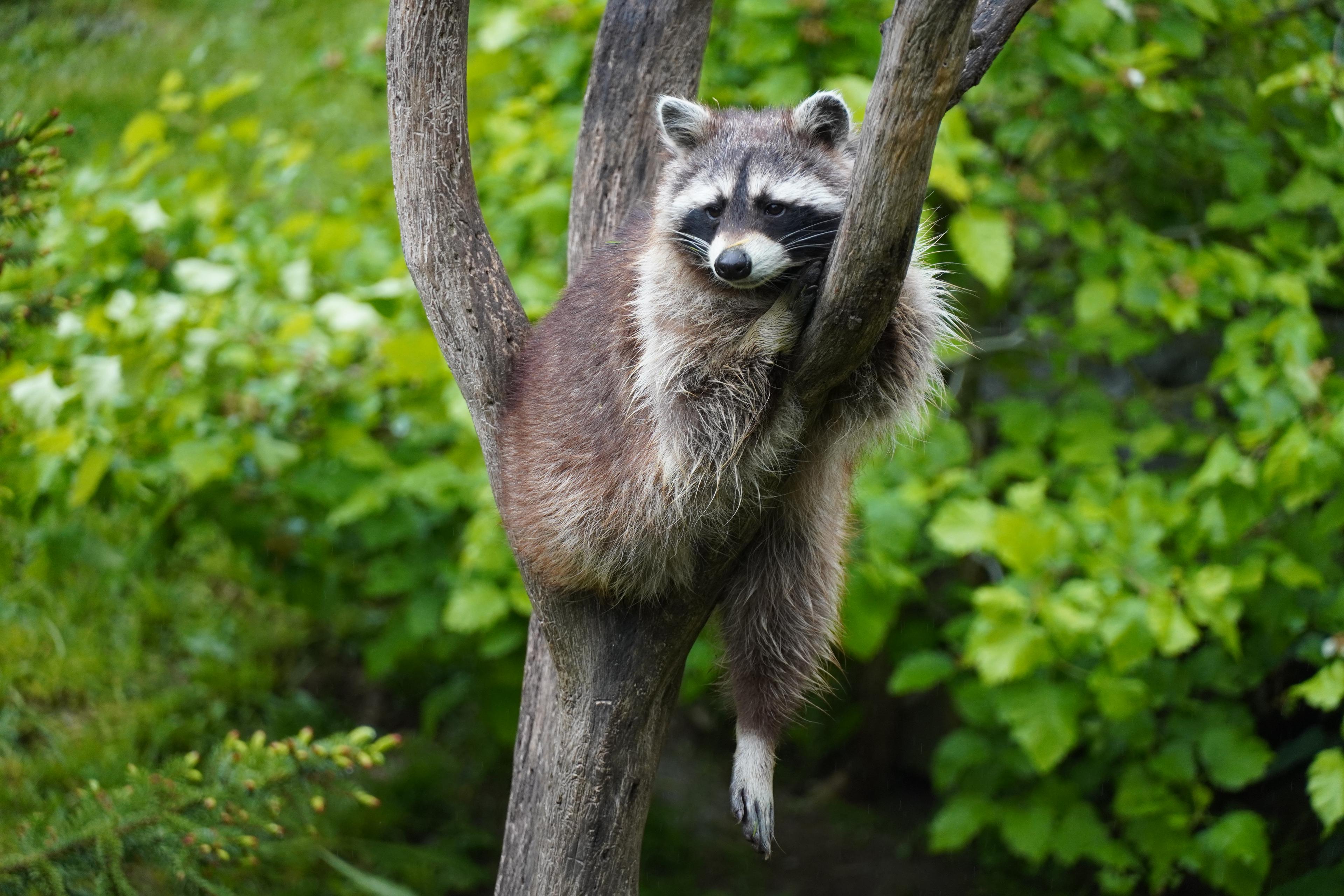 Waschbär liegt auf einem Ast