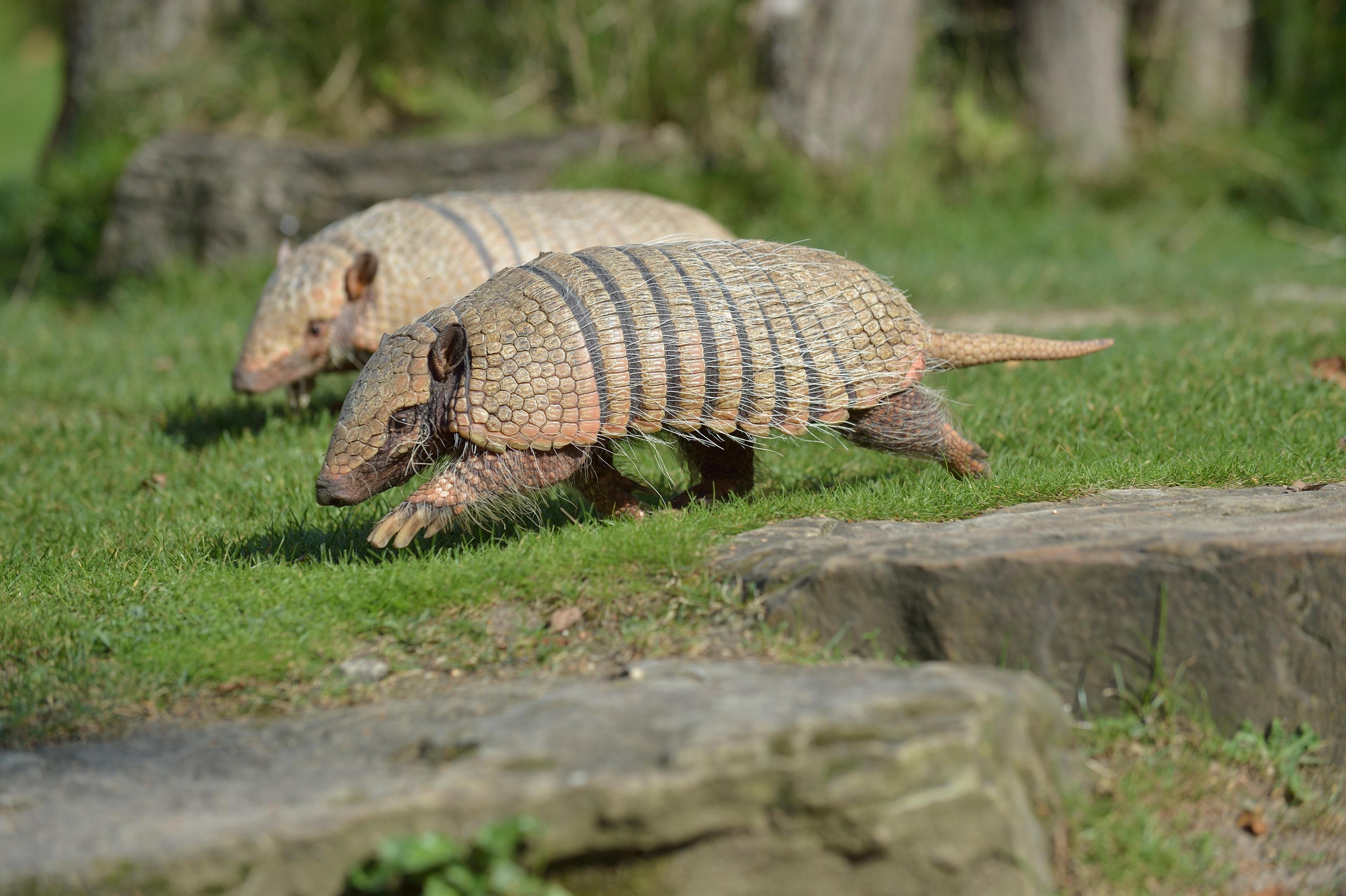 Gürteltiere