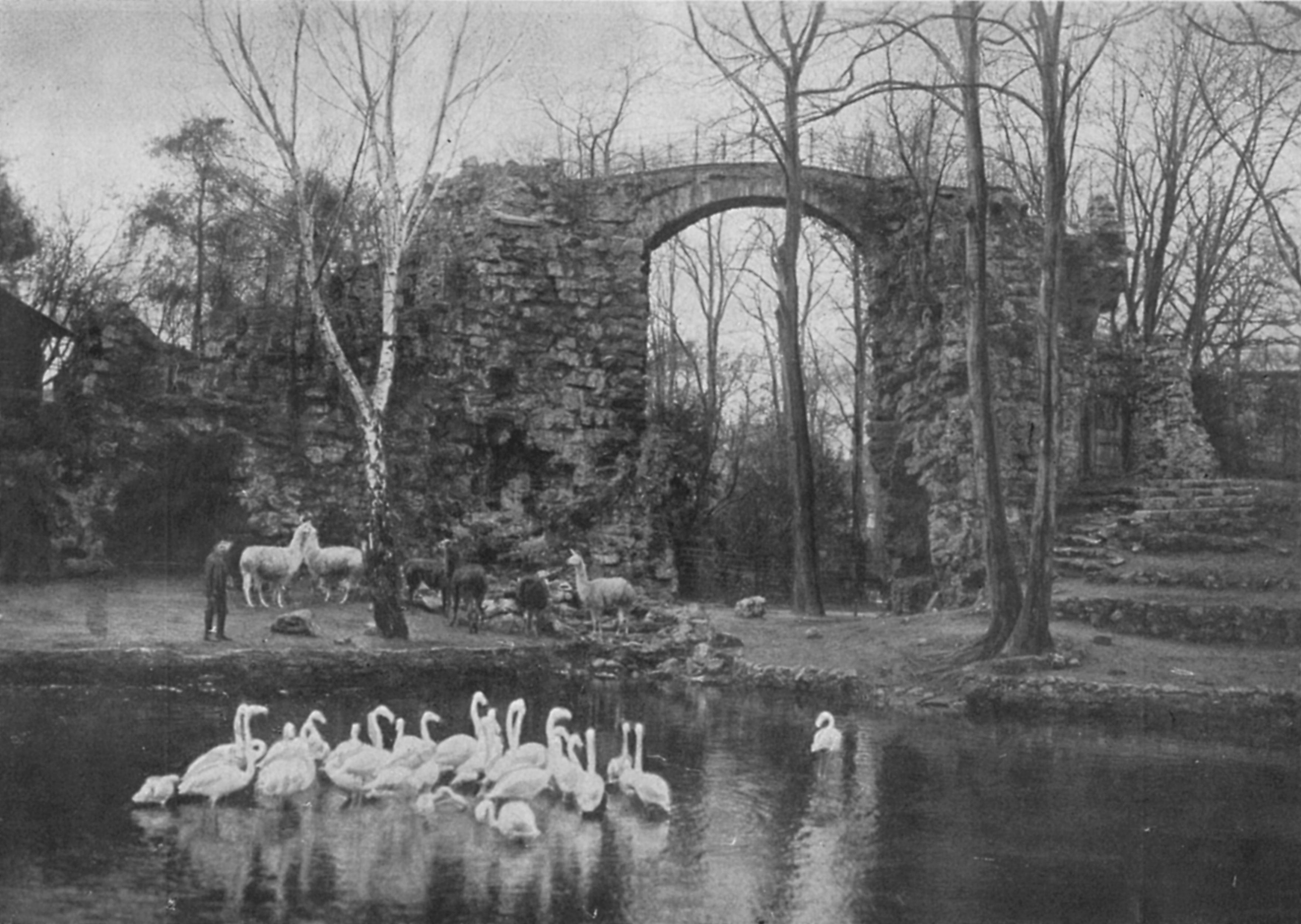 Verlobungsbrücke im historischen Zoo